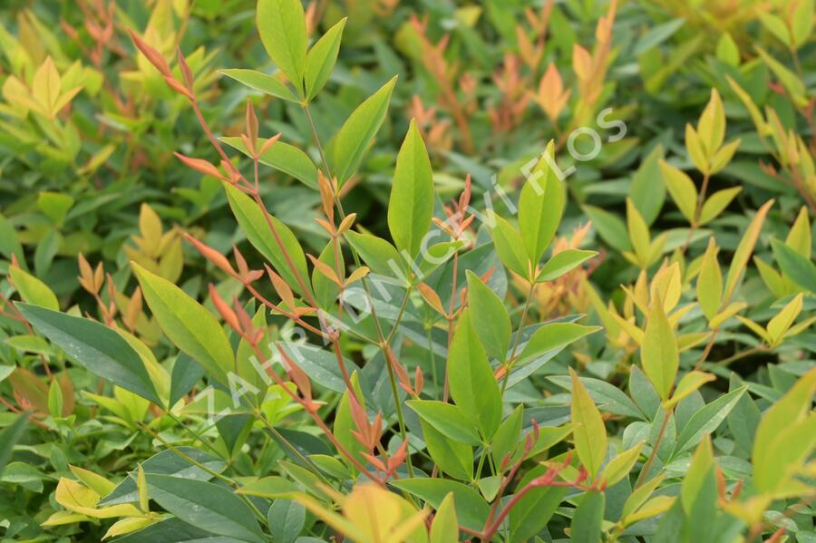 Nandina domácí 'Gulf Stream' - Nandina domestica 'Gulf Stream'