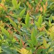 Nandina domácí 'Gulf Stream' - Nandina domestica 'Gulf Stream'
