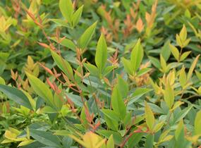 Nandina domácí 'Gulf Stream' - Nandina domestica 'Gulf Stream'