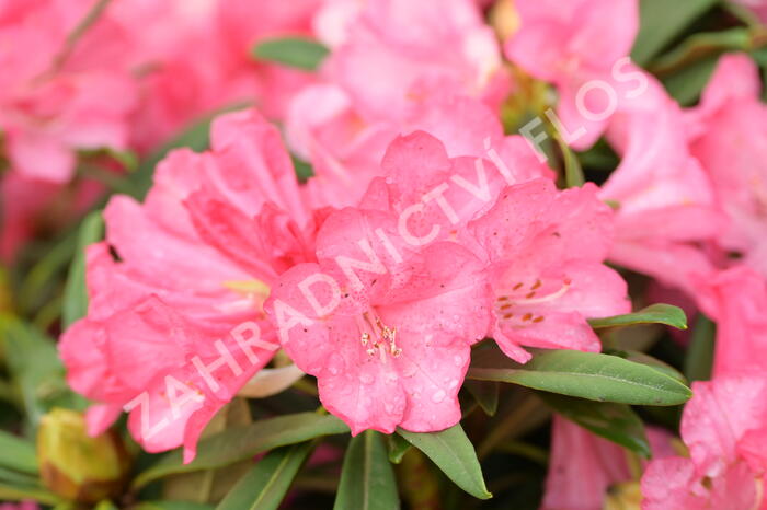 Pěnišník 'Anna' - Rhododendron (Y) 'Anna'