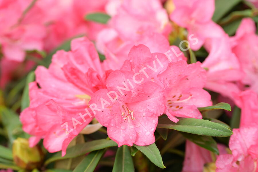 Pěnišník 'Anna' - Rhododendron (Y) 'Anna'