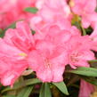 Pěnišník 'Anna' - Rhododendron (Y) 'Anna'