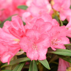 Pěnišník 'Anna' - Rhododendron (Y) 'Anna'