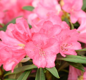 Pěnišník 'Ana' - Rhododendron (Y) 'Ana'