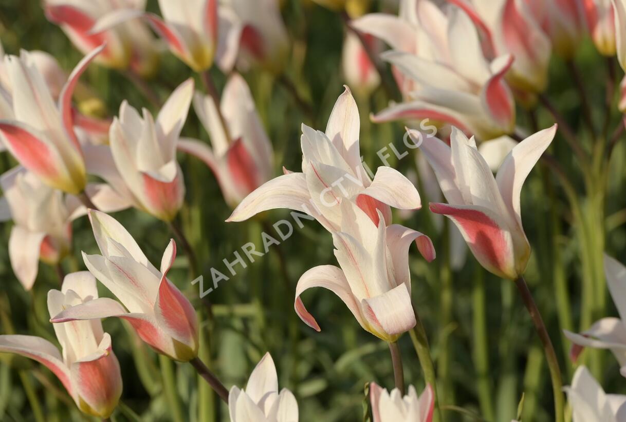 Tulipán botanický clusiana 'Stellata' - Tulipa clusiana 'Stellata'