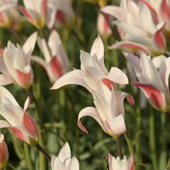 Tulipán botanický clusiana 'Stellata' - Tulipa clusiana 'Stellata'