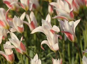 Tulipán botanický clusiana 'Stellata' - Tulipa clusiana 'Stellata'