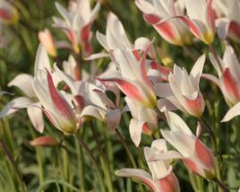 Tulipán botanický clusiana 'Stellata'