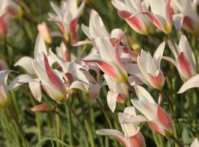 Tulipán botanický clusiana 'Stellata' - Tulipa clusiana 'Stellata'
