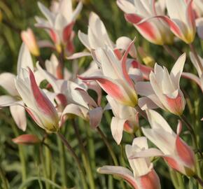 Tulipán botanický clusiana 'Stellata' - Tulipa clusiana 'Stellata'