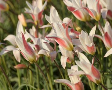 Tulipán botanický clusiana 'Stellata'