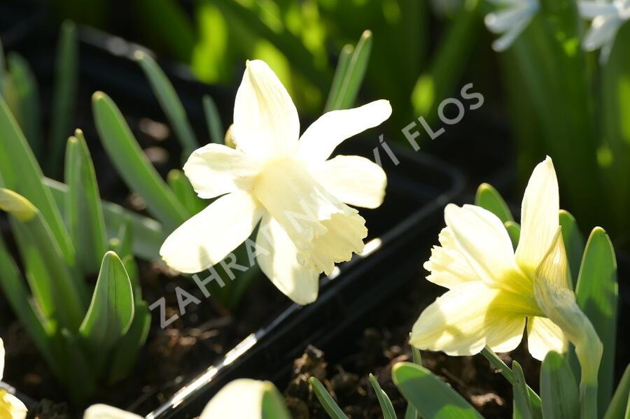 Narcis 'Ice Baby' - Narcissus 'Ice Baby'