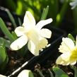 Narcis 'Ice Baby' - Narcissus 'Ice Baby'