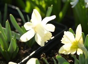 Narcis 'Ice Baby' - Narcissus 'Ice Baby'