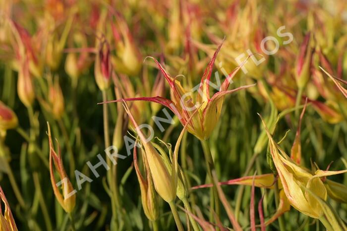 Tulipán hrotnatý - Tulipa acuminata