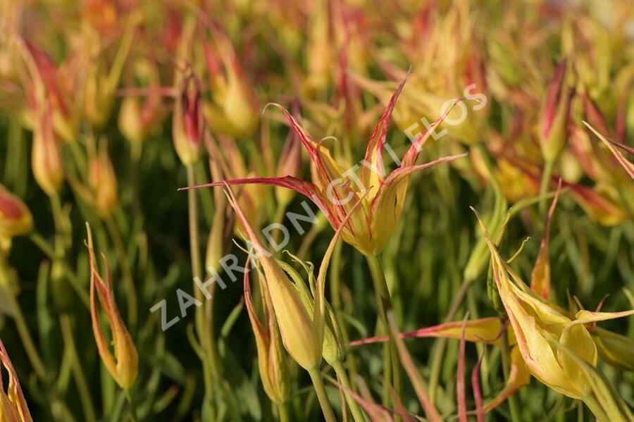 Tulipán hrotnatý - Tulipa acuminata