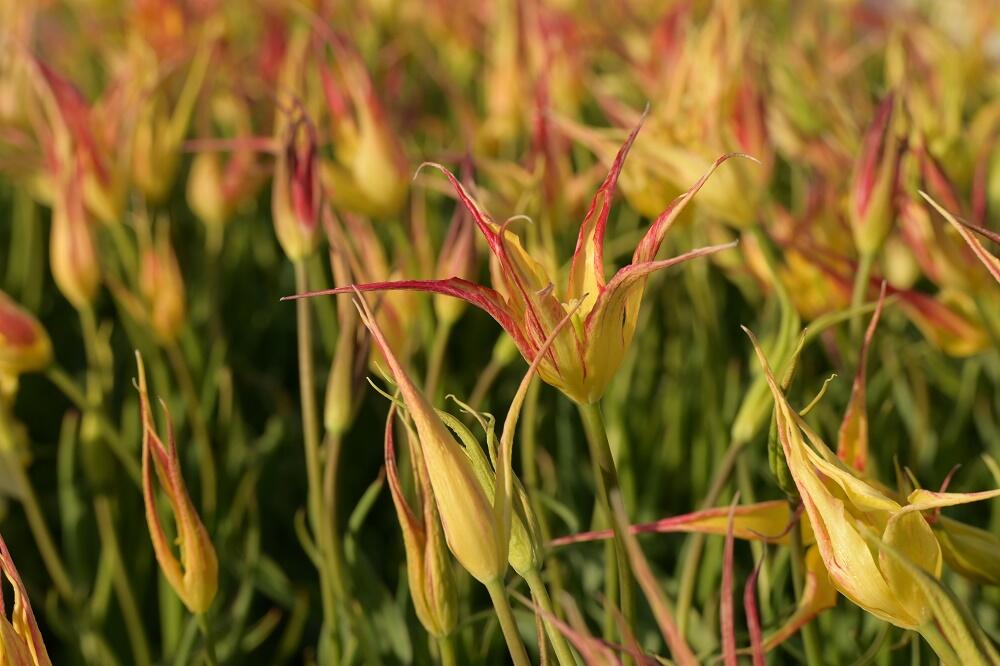 Tulipán hrotnatý - Tulipa acuminata