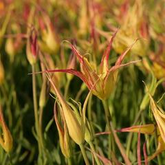 Tulipán hrotnatý - Tulipa acuminata