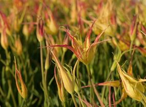 Tulipán hrotnatý - Tulipa acuminata