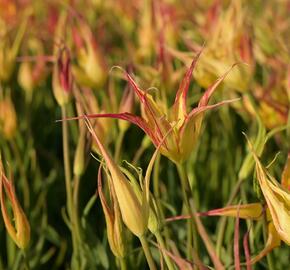 Tulipán hrotnatý - Tulipa acuminata