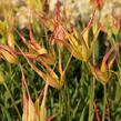 Tulipán hrotnatý - Tulipa acuminata