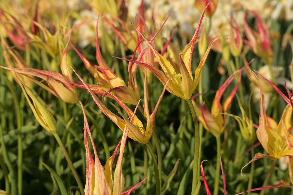 Tulipán hrotnatý - Tulipa acuminata