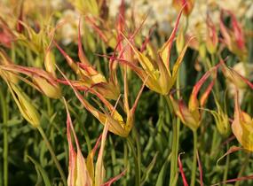 Tulipán hrotnatý - Tulipa acuminata