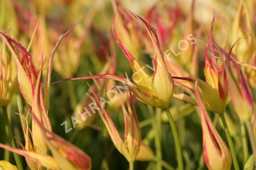 Tulipán hrotnatý - Tulipa acuminata