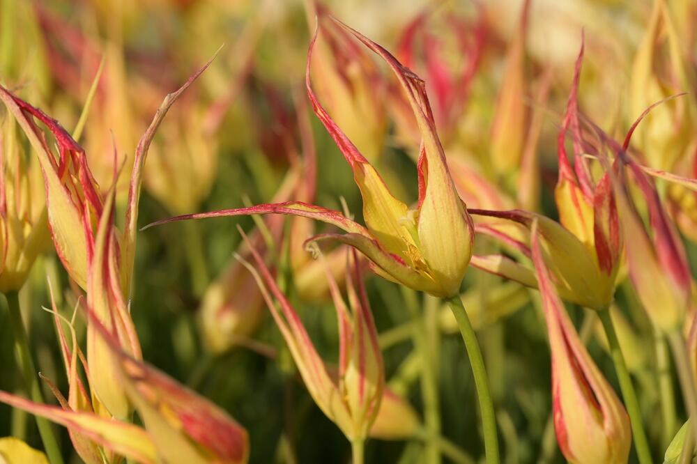 Tulipán hrotnatý - Tulipa acuminata