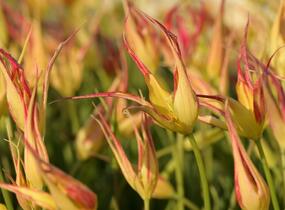 Tulipán hrotnatý - Tulipa acuminata