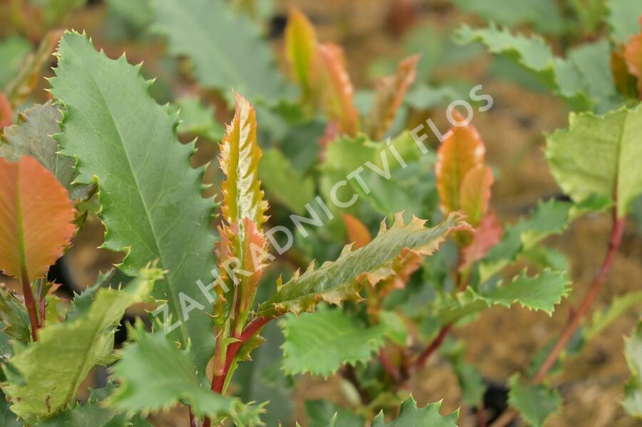 Blýskavka čínská 'Crunchy' - Photinia serratifolia 'Crunchy'