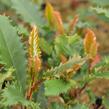 Blýskavka čínská 'Crunchy' - Photinia serratifolia 'Crunchy'