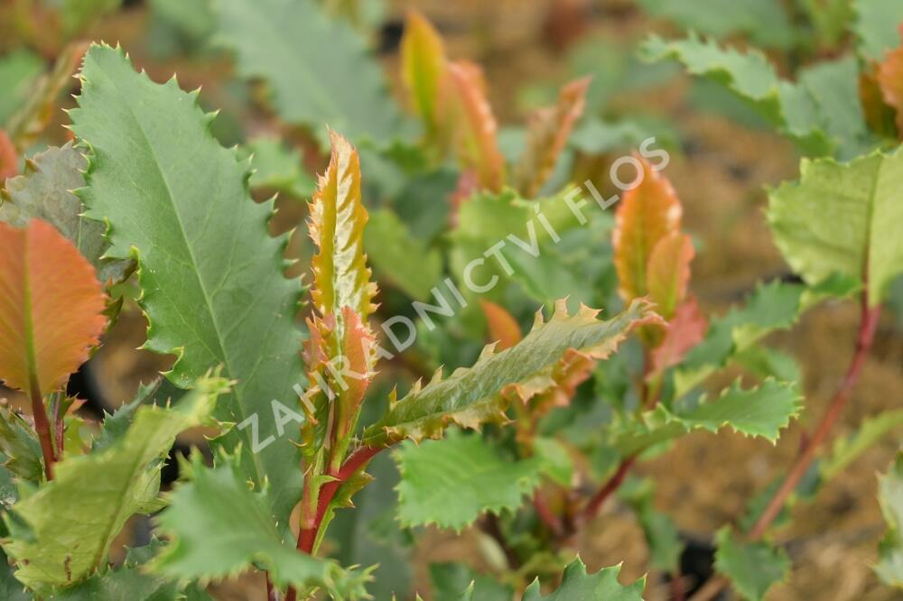 Blýskavka čínská 'Crunchy' - Photinia serratifolia 'Crunchy'