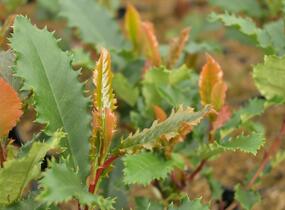 Blýskavka čínská 'Crunchy' - Photinia serratifolia 'Crunchy'