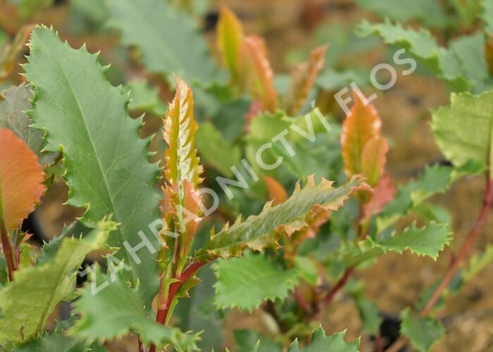 Blýskavka čínská 'Crunchy' - Photinia serratifolia 'Crunchy'