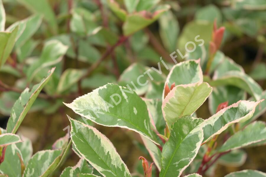 Blýskavka Fraserova 'Louise' - Photinia fraseri 'Louise'