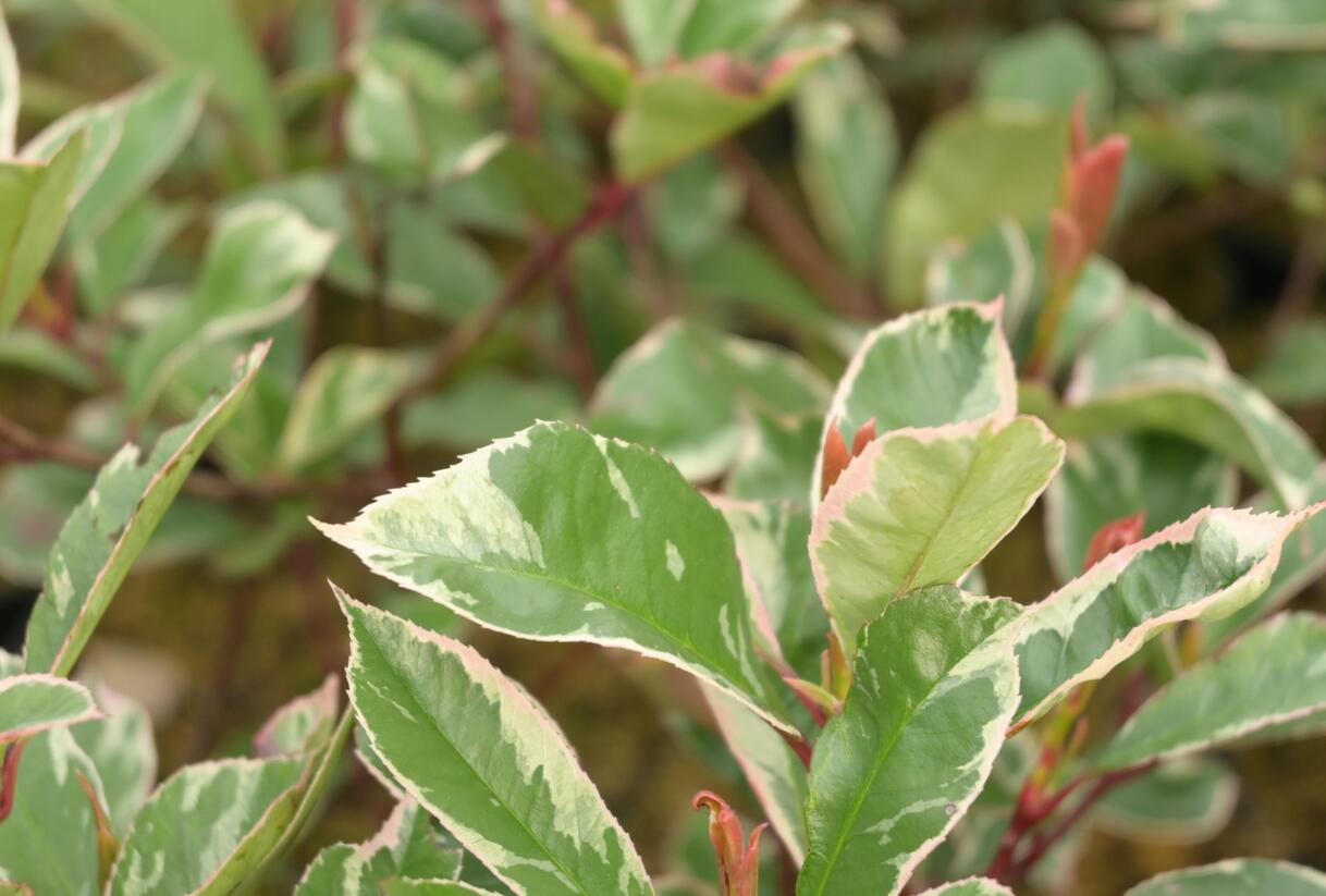 Blýskavka Fraserova 'Louise' - Photinia fraseri 'Louise'