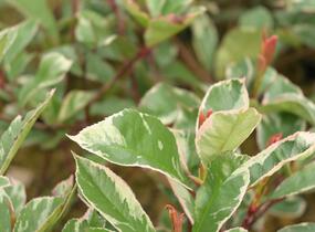 Blýskavka Fraserova 'Louise' - Photinia fraseri 'Louise'