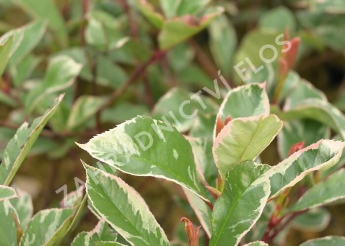 Blýskavka Fraserova 'Louise' - Photinia fraseri 'Louise'
