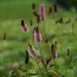 Krvavec Menziesův 'Wake Up' - Sanguisorba menziesii 'Wake Up'