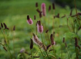 Krvavec Menziesův 'Wake Up' - Sanguisorba menziesii 'Wake Up'