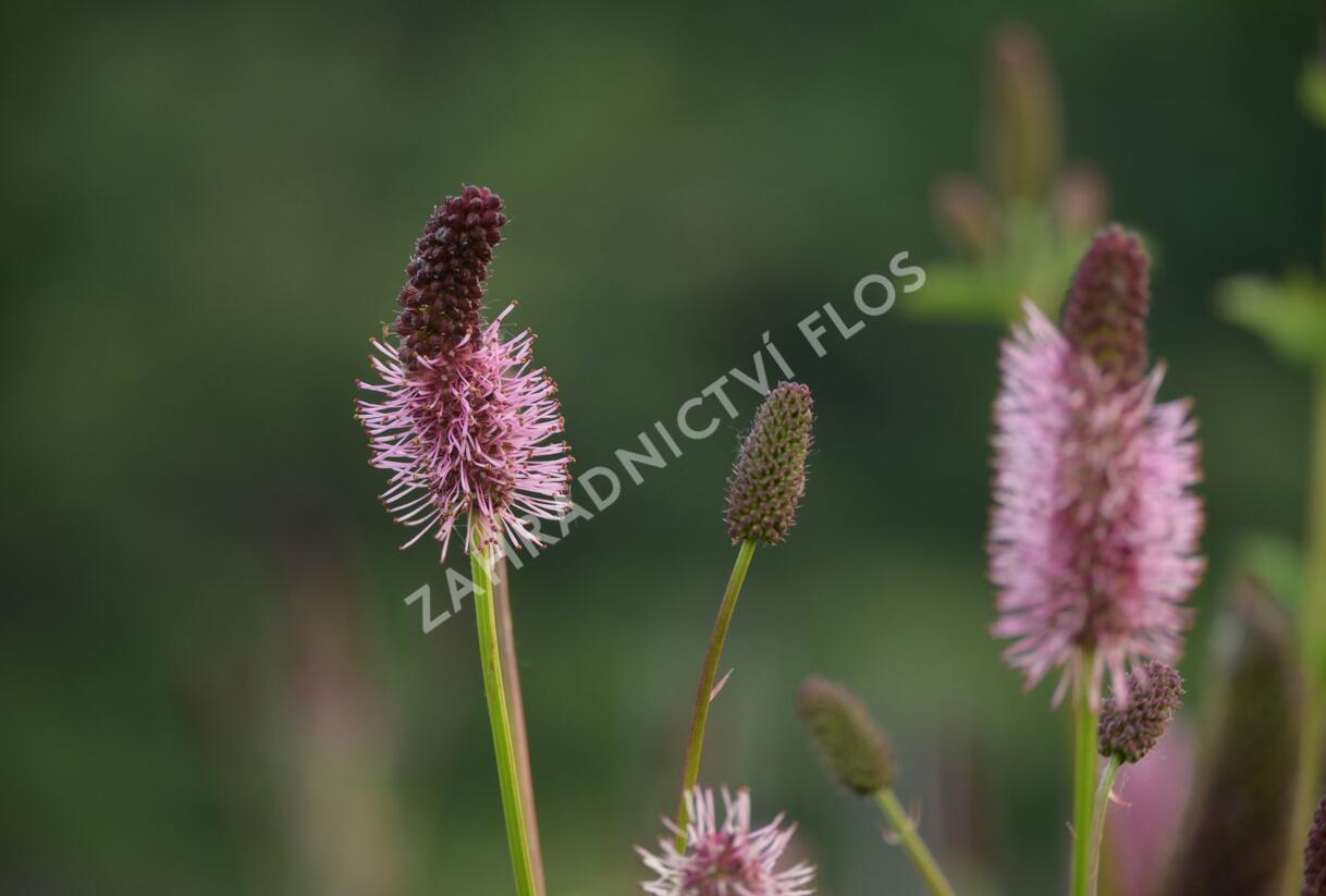 Krvavec Menziesův 'Wake Up' - Sanguisorba menziesii 'Wake Up'