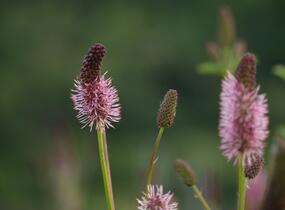 Krvavec Menziesův 'Wake Up' - Sanguisorba menziesii 'Wake Up'