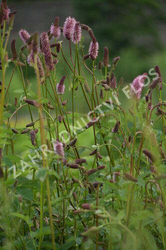 Krvavec Menziesův 'Wake Up' - Sanguisorba menziesii 'Wake Up'