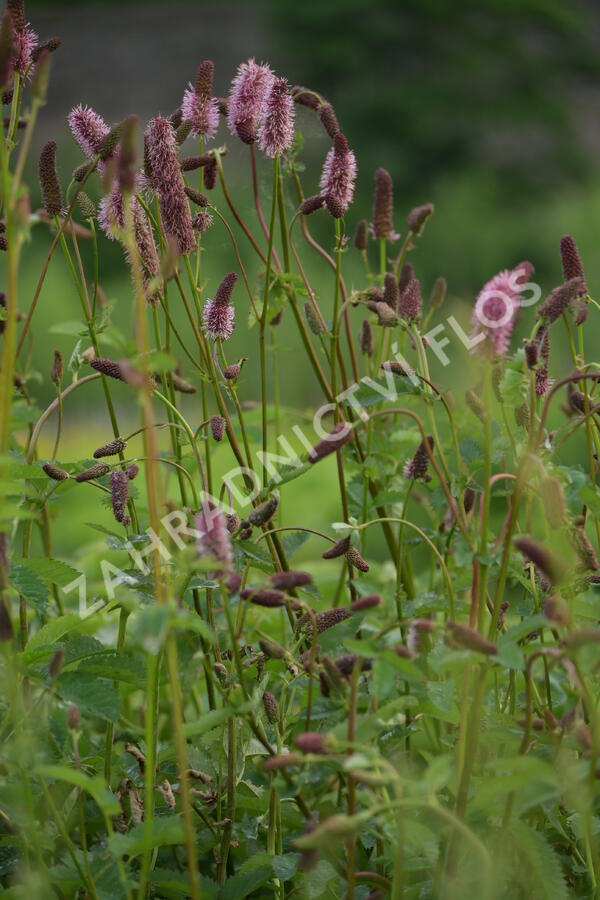 Krvavec Menziesův 'Wake Up' - Sanguisorba menziesii 'Wake Up'