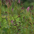 Krvavec Menziesův 'Wake Up' - Sanguisorba menziesii 'Wake Up'
