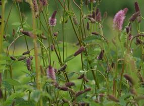 Krvavec Menziesův 'Wake Up' - Sanguisorba menziesii 'Wake Up'