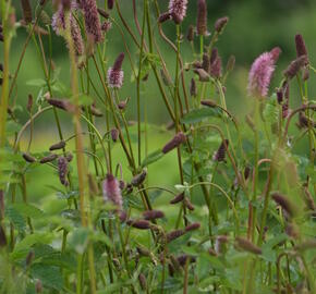 Krvavec Menziesův 'Wake Up' - Sanguisorba menziesii 'Wake Up'