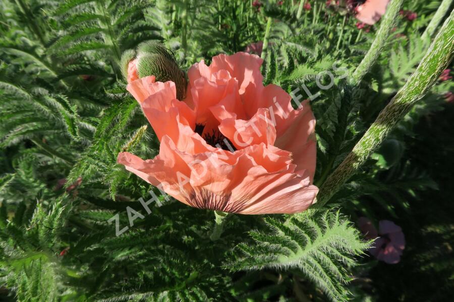 Mák východní - Papaver orientale mix