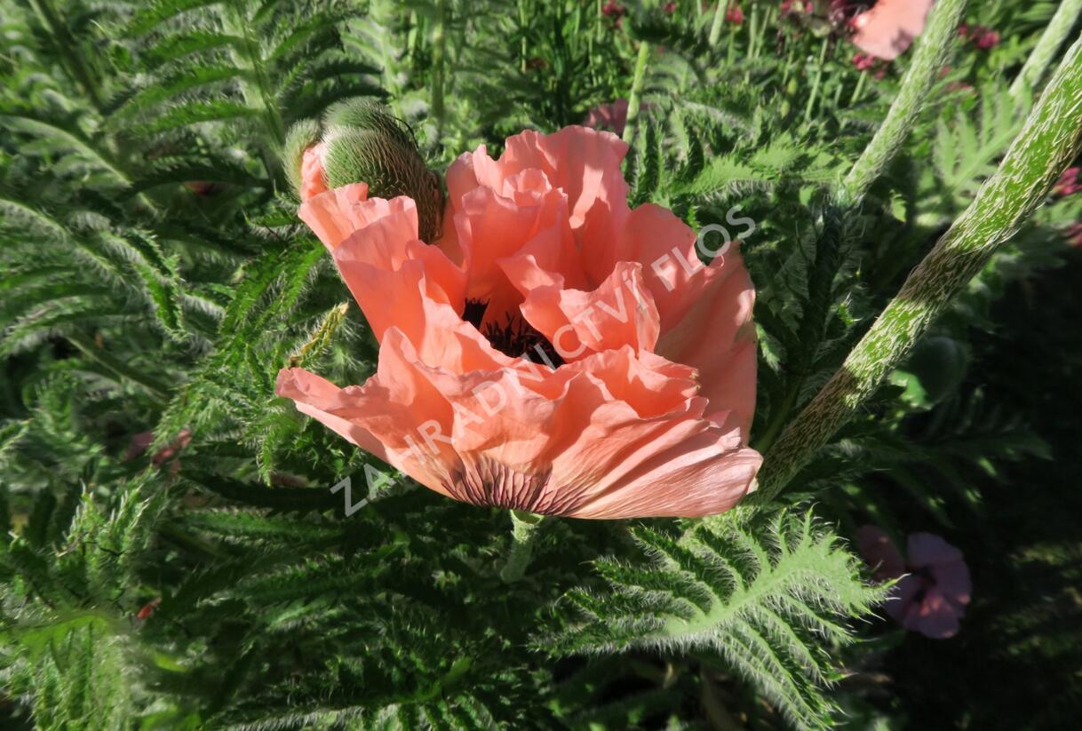 Mák východní - Papaver orientale mix
